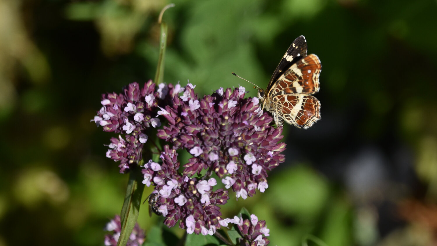 Die Pflanzen in der Hotspotzone ziehen bestimmte Insekten an, was einen Einfluss auf die Ernte haben kann.